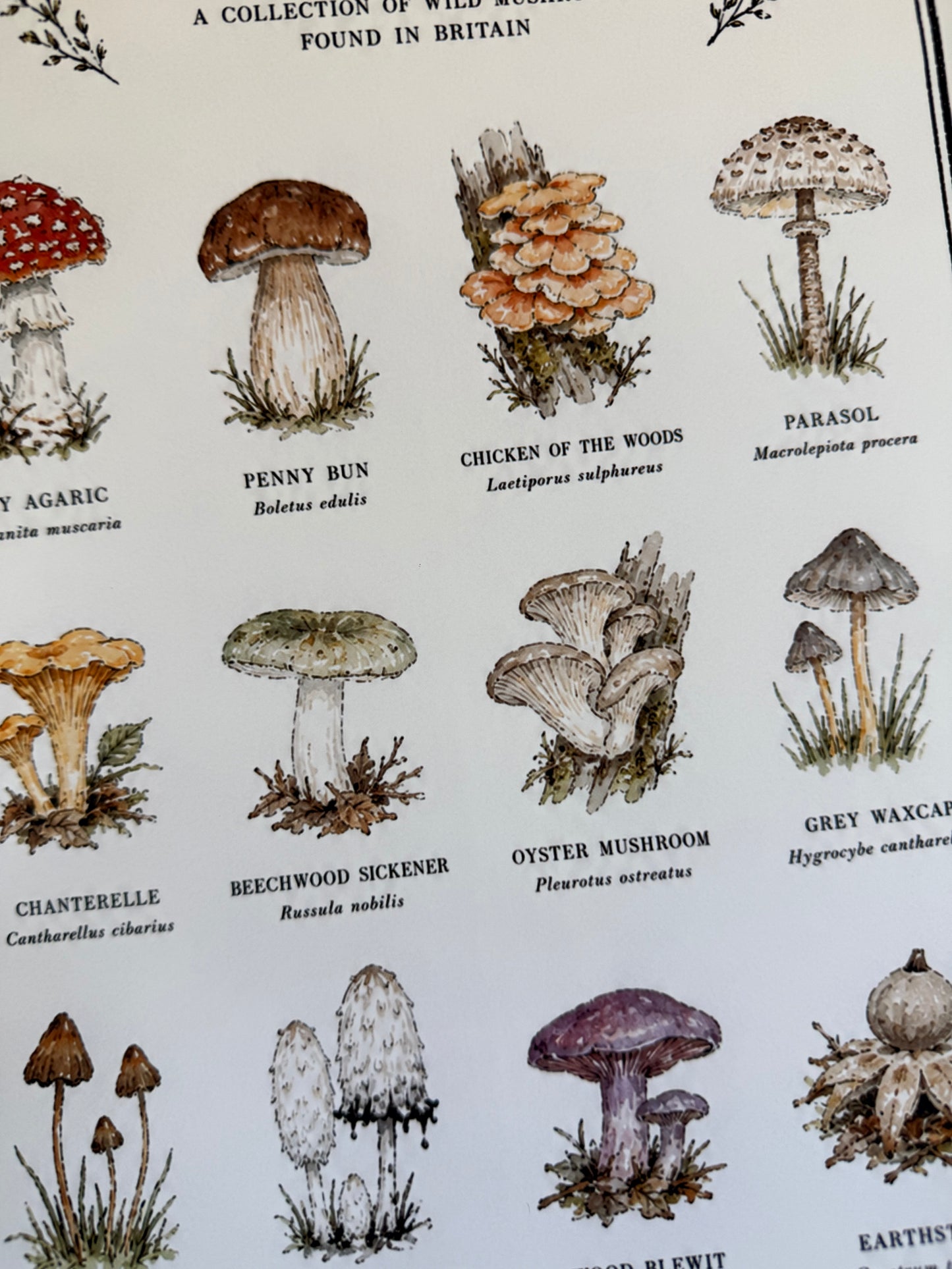 British Mushroom A4 Original Artwork Botanical Print