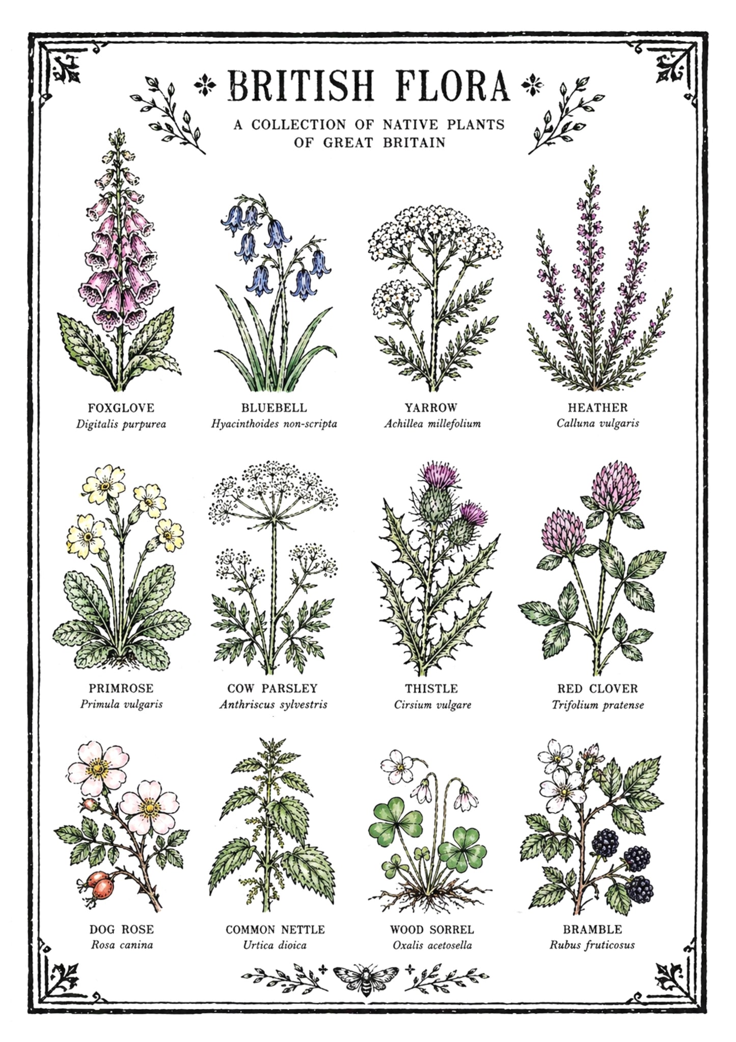 British Flora Original Illustration Print