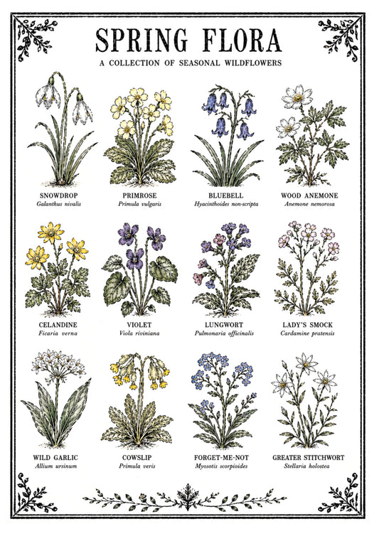Spring Flora Original Illustration Print