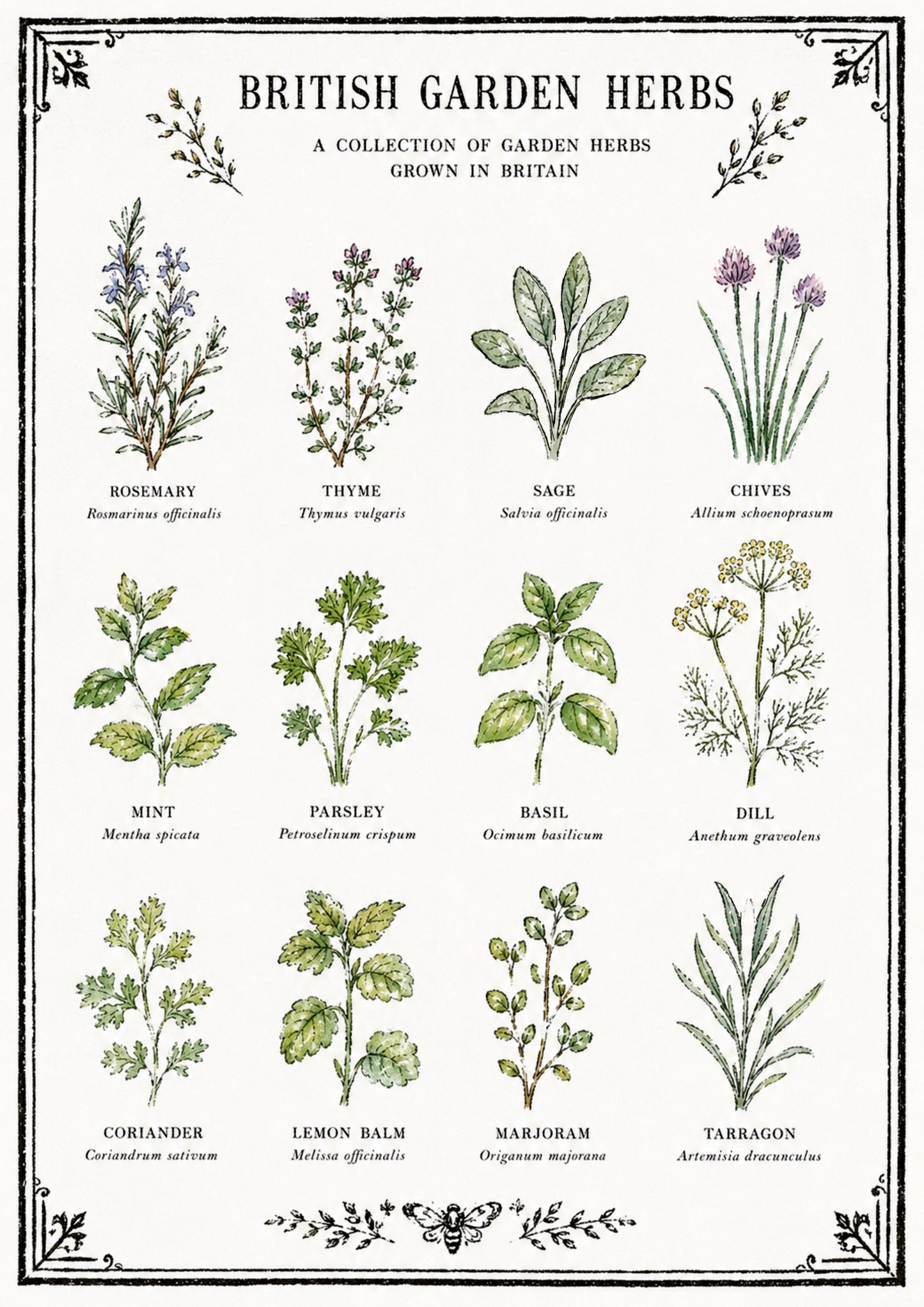 British Garden Herb A4 Original Artwork Botanical Print (Copy)