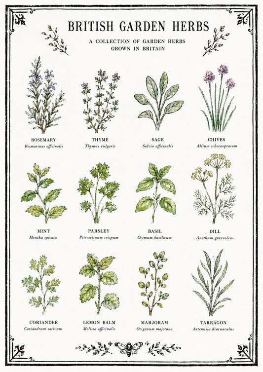 British Garden Herb A4 Original Artwork Botanical Print (Copy)