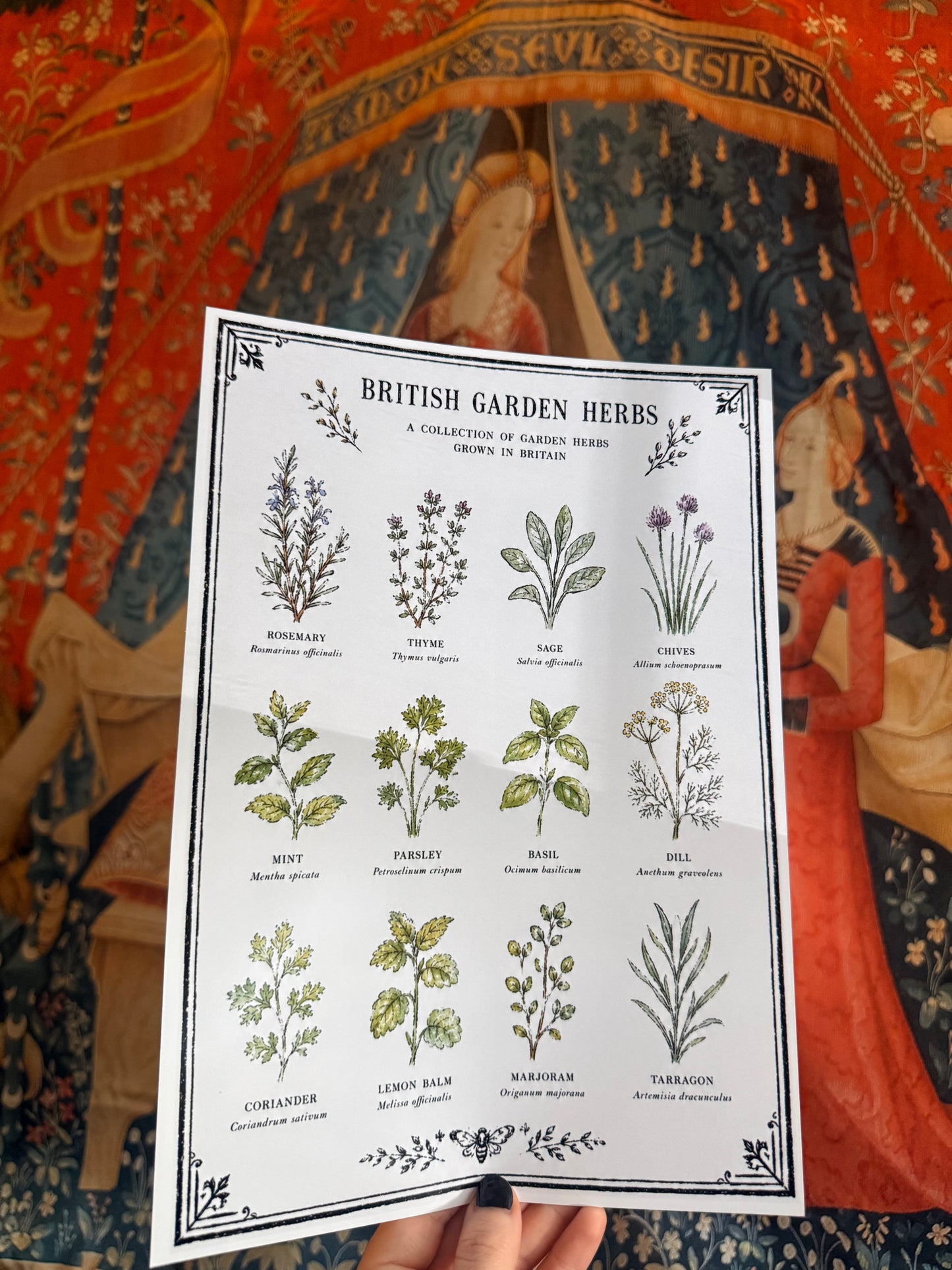 British Garden Herb A4 Original Artwork Botanical Print (Copy)