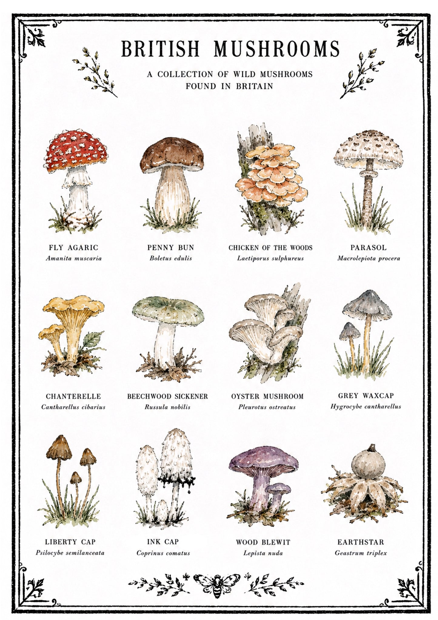 British Mushroom A4 Original Artwork Botanical Print