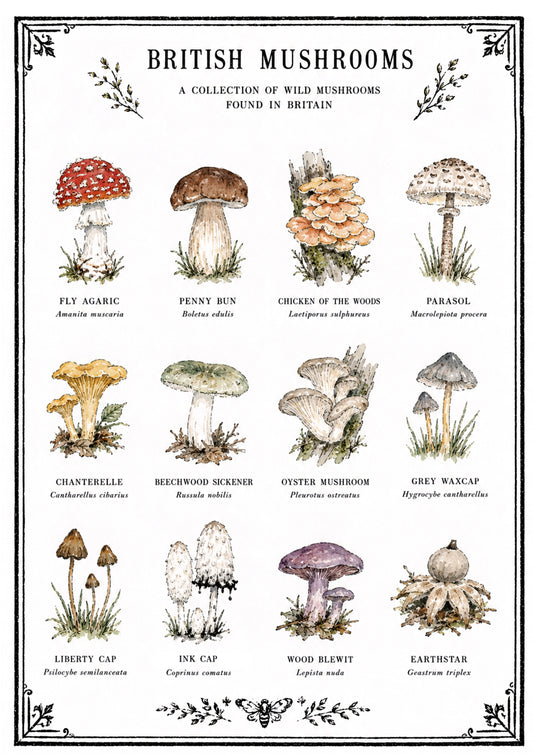 British Mushroom A4 Original Artwork Botanical Print