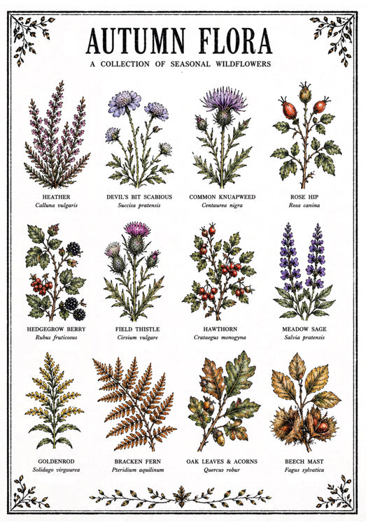 Autumn Flora Original Illustration Print
