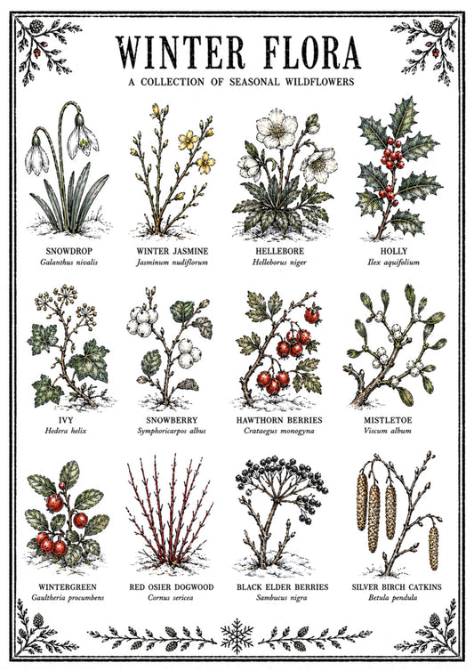 Winter Flora Original Illustration Print