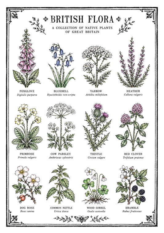 British Flora Original Illustration Print