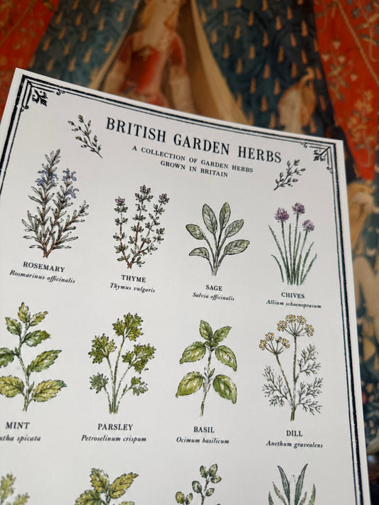 British Garden Herb A4 Original Artwork Botanical Print (Copy)